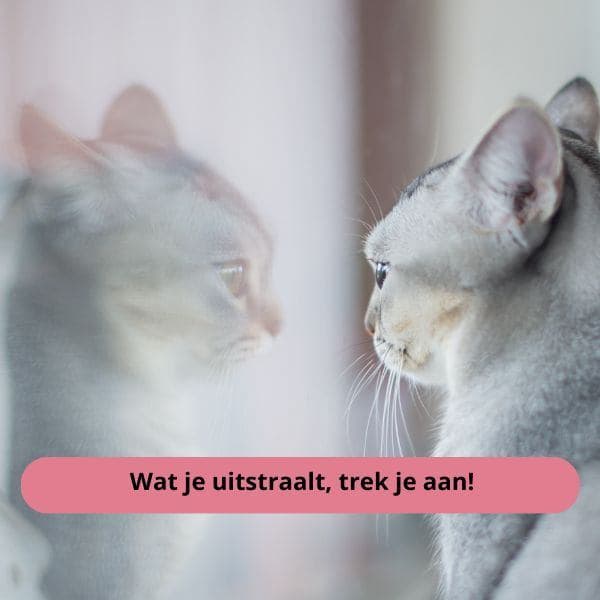 You: "I want abundance!" Universe: "But you radiate scarcity, love. image